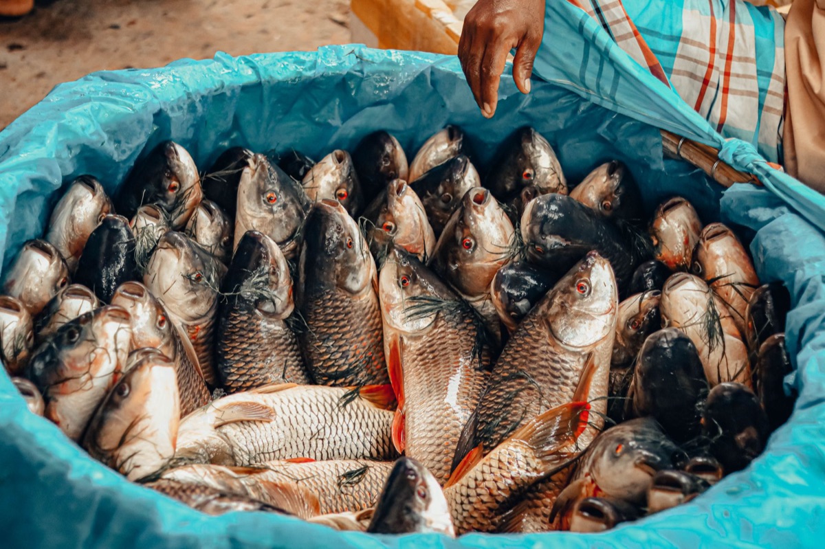 Local fish market in simpoan