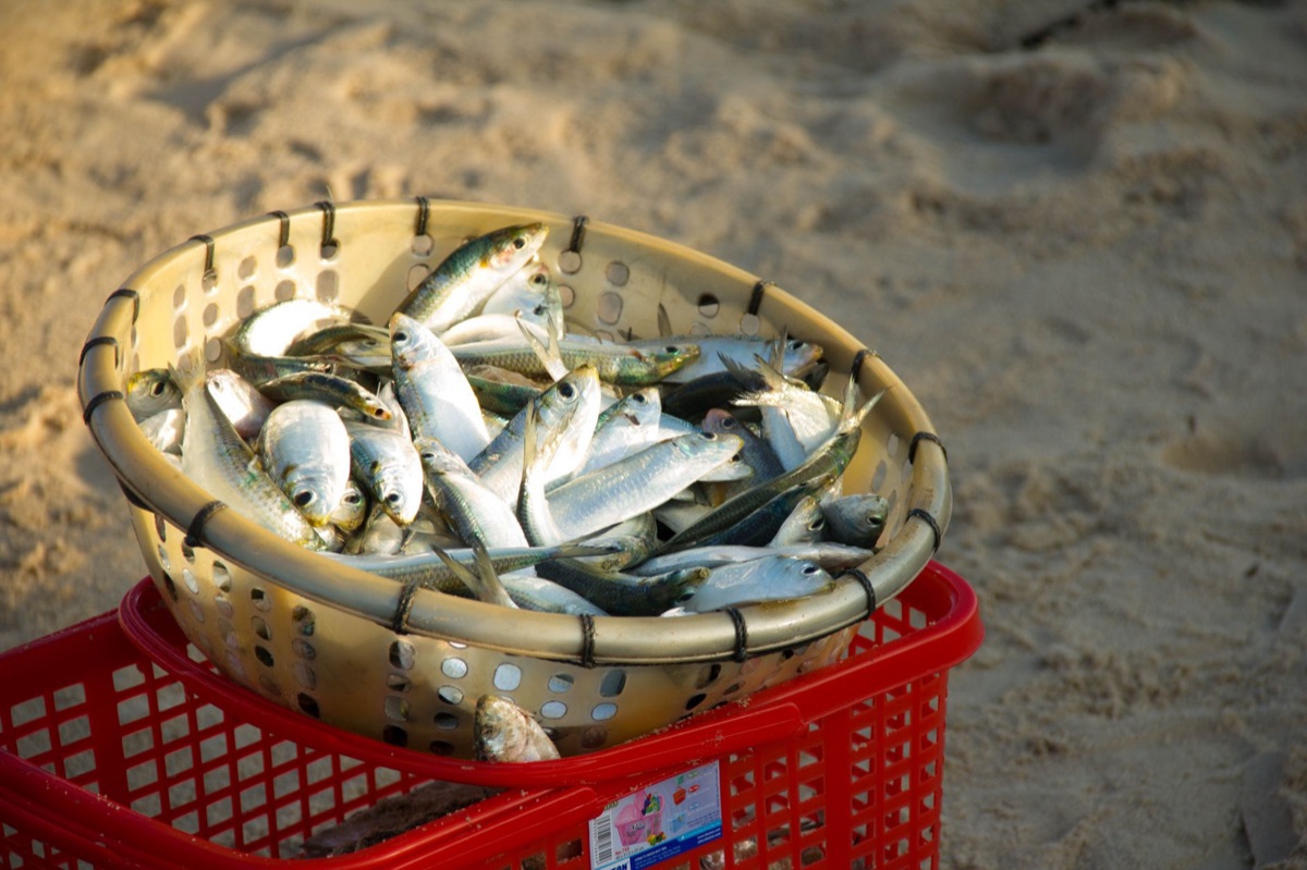pêcheur local avec panier de poisson